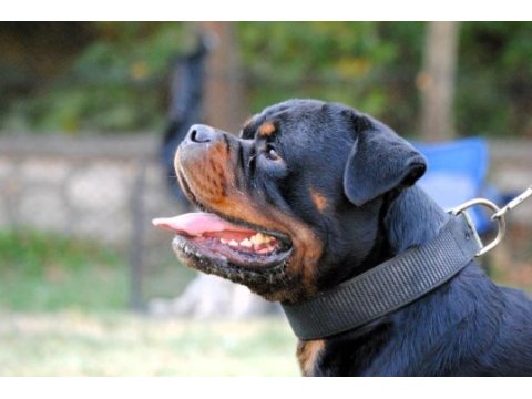 Grand türkiye şampiyonu anne babadan star rottweiler yavru
