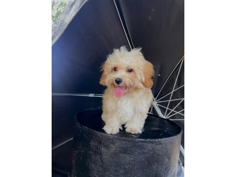 Orjinal maltipoo yavrular