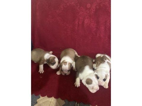 Bulldog erkek ve dişi yavru köpekler