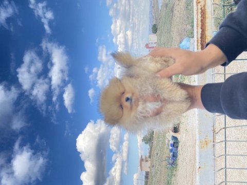 Pomeranian boo yavrularımız