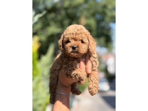 Toy poodle saf