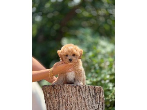 Aşılı ve çiş eğitimli maltipoo bebekler 
