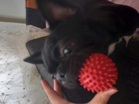 Heraya iyi bir aile arıyoruz french bulldog
