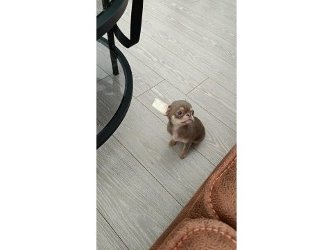 Tea cup şivava