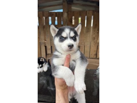 A kalite sibirya (husky) yavrular