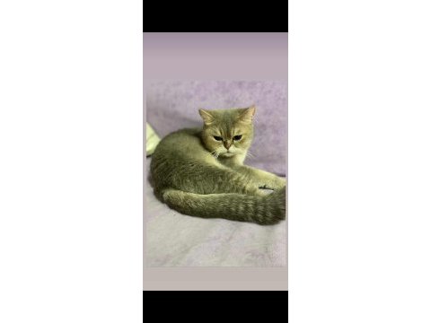 Orjinal özel renkli british shorthair