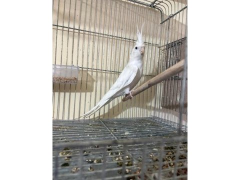 Kusursuz damızlık albino erkek sultan papağanı