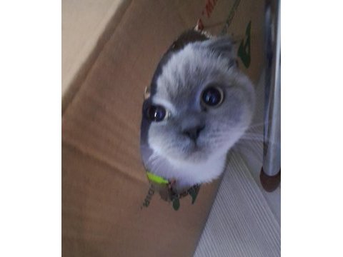 British shorthair tatlı kedimiz