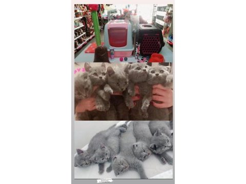 British shorthair e scottish fold yavrular