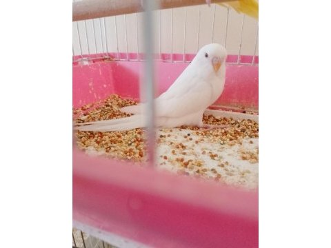 Dişi kırmızı göz yavru muhabbet kuşu