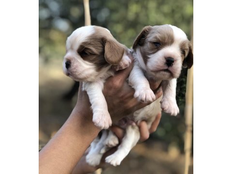 Vitrin bebekler cavalier king charles