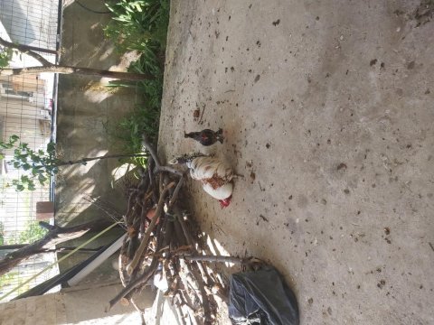 Süs tavuk ve horoz hepsi sağlıklı