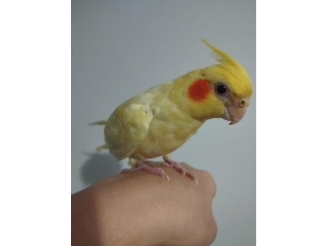 Full evcil 4 aylık sarı lutino sultan papağanı