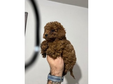 Toy poodle yavrular