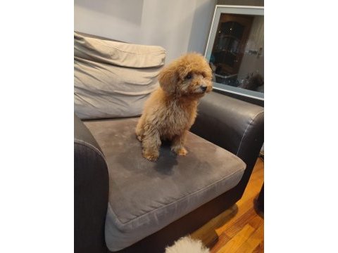Pofuduk toy poodle yavrular