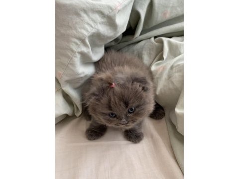Oyuncu süslü british longhair bebek