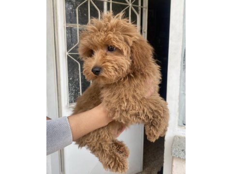Mini boy maltipoo oğlumuz