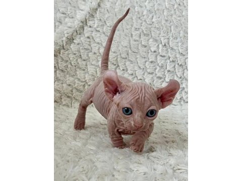 Erkek dwelf sphynx