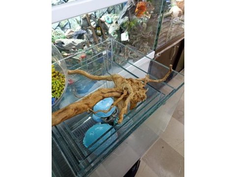 Akvaryum teraryum paludaryum vivaryum icin kök