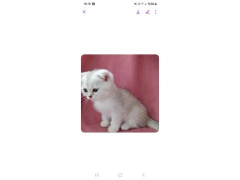 2 aylık scottish fold erkek