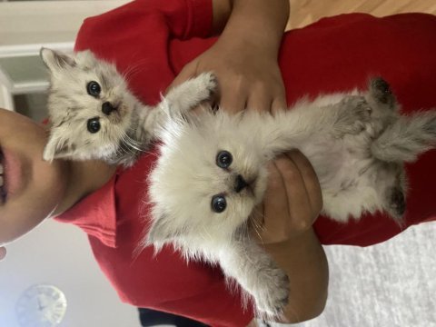 2 aylık british longhair yavrular yeni yuva arıyor