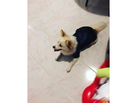 Pomeranian mix
