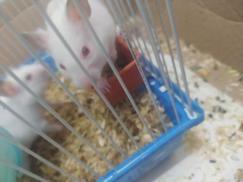 Beyaz hamsterler