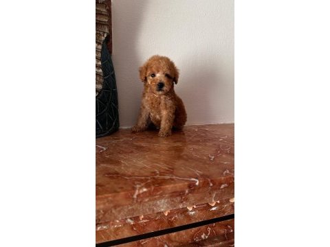 Apricot red renk toy poodle yavrular