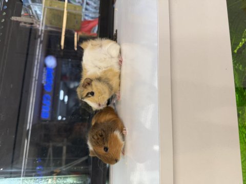 Ginepig yavruları citypetshop