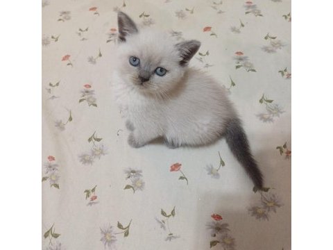 Yeni yuvasına hazır british shorthair
