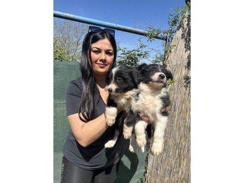 Zeka küpü border collie yavrularım