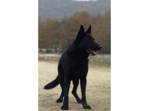 3 yaşında solid black alman çoban köpeği