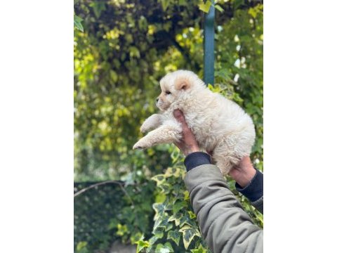 Chow chow bebeklerimiz