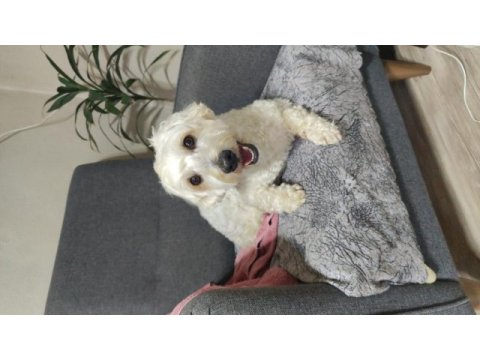 Ücretsiz sahiplendirilecek köpeğimiz