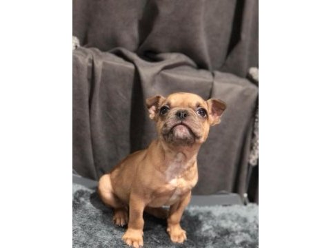 Fawn french bulldog yavrumuz