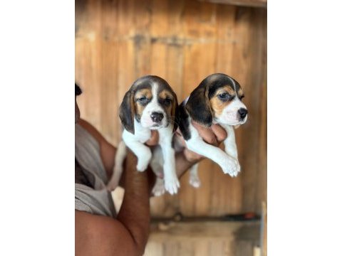 Muhteşem beagle bebişler