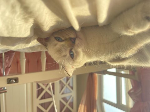 Scottish fold uygun acil sahiplendirme blue point