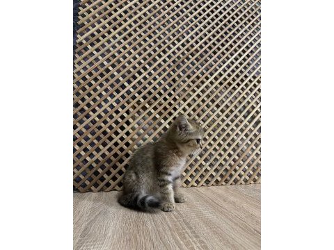 Black golden brıtısh shorthair