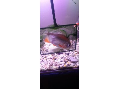 Pacu pirana 15 16 17 cm boy