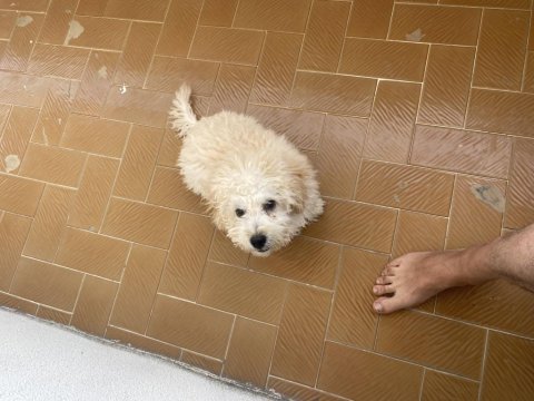 Erkek 2 aylık poodle