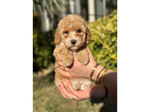 Muhtesem guzellikte mini maltipoo bebeklerimiz