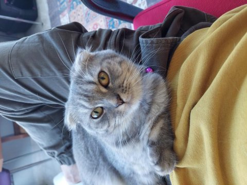 Uygun puana sahiplendirilecek scottish fold