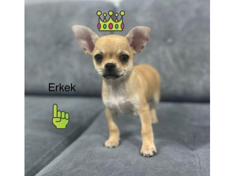 Şivava chihuahua