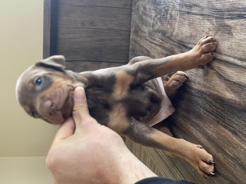 Kızıl doberman yavruları için arayın