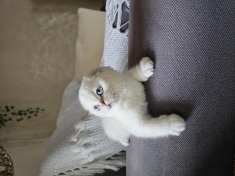 Üst kalite sıfır kulak scottish fold şecereli yavrular