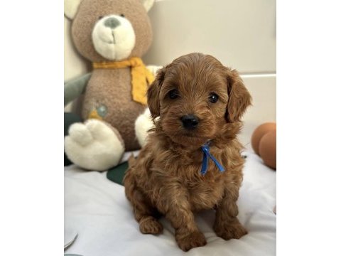 Kızıl maltipoo yavruları