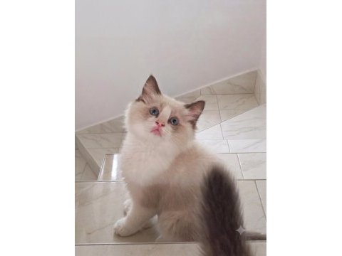 Şecereli ragdoll yavruları