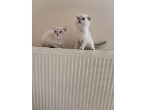 Dişi safkan ayıcık surat bebek kediler