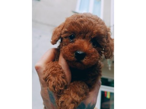 Toy poodle red brown dişi
