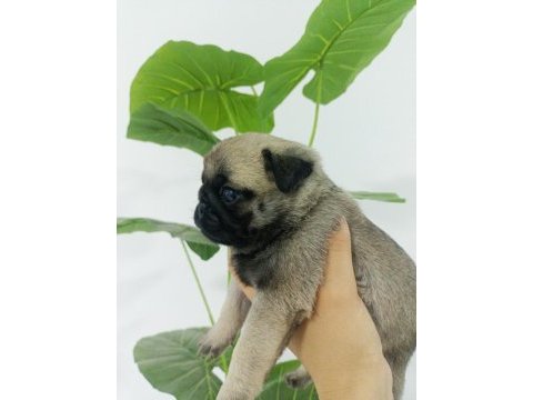 Dişi pug mops bebekler